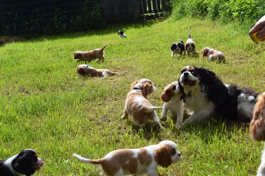 chiot Cavalier King Charles Spaniel Des Pattes D'Argent