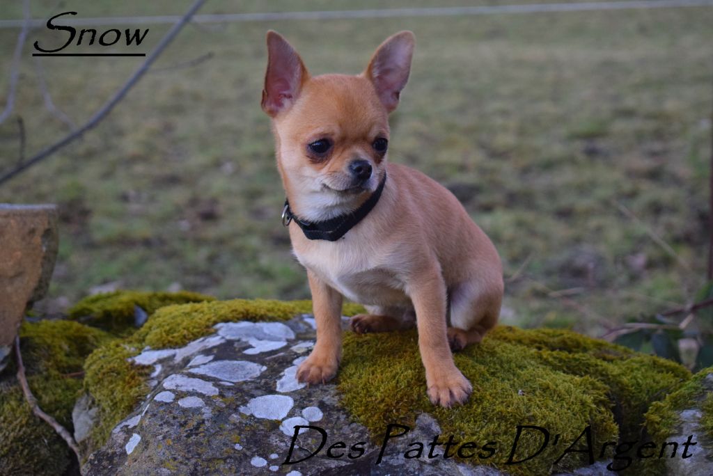 chiot Chihuahua Des Pattes D'Argent