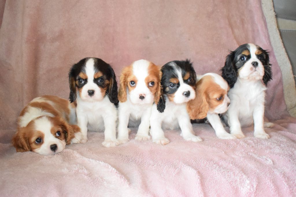 chiot Cavalier King Charles Spaniel Des Pattes D'Argent