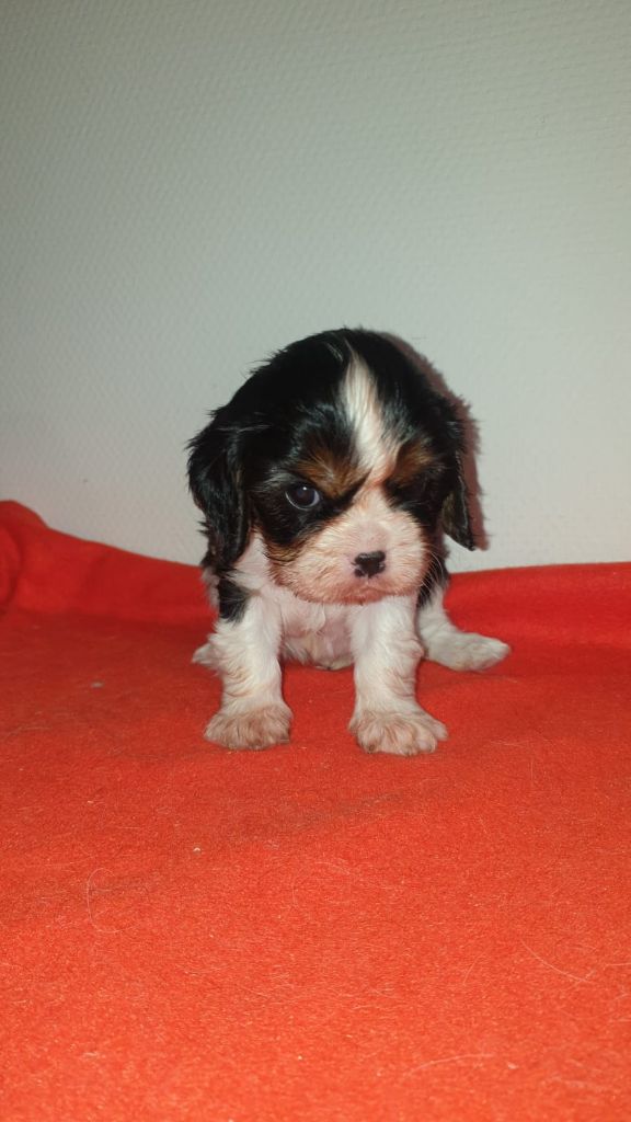 Des Pattes D'Argent - Chiot disponible  - Cavalier King Charles Spaniel