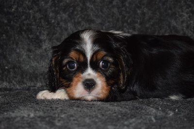 Des Pattes D'Argent - Cavalier King Charles Spaniel - Portée née le 05/08/2024