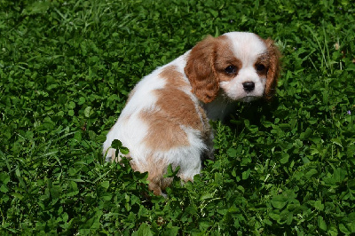 Des Pattes D'Argent - Cavalier King Charles Spaniel - Portée née le 28/05/2024