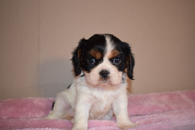 Des Pattes D'Argent - Cavalier King Charles Spaniel - Portée née le 08/01/2024