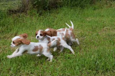 Des Pattes D'Argent - Cavalier King Charles Spaniel - Portée née le 17/03/2024