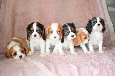 Des Pattes D'Argent - Cavalier King Charles Spaniel - Portée née le 18/10/2023