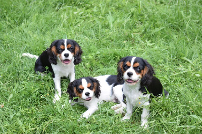 Des Pattes D'Argent - Cavalier King Charles Spaniel - Portée née le 28/03/2024