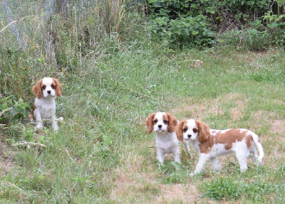 Des Pattes D'Argent - Cavalier King Charles Spaniel - Portée née le 12/03/2022