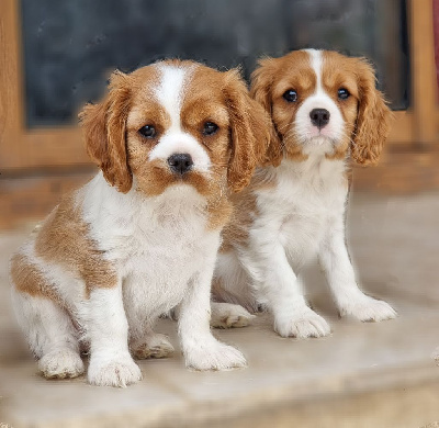 Des Pattes D'Argent - Cavalier King Charles Spaniel - Portée née le 28/01/2023