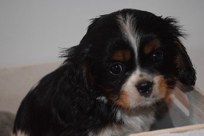 Des Pattes D'Argent - Cavalier King Charles Spaniel - Portée née le 12/09/2021