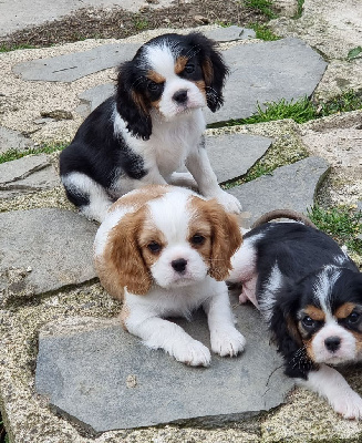 Des Pattes D'Argent - Cavalier King Charles Spaniel - Portée née le 02/02/2023