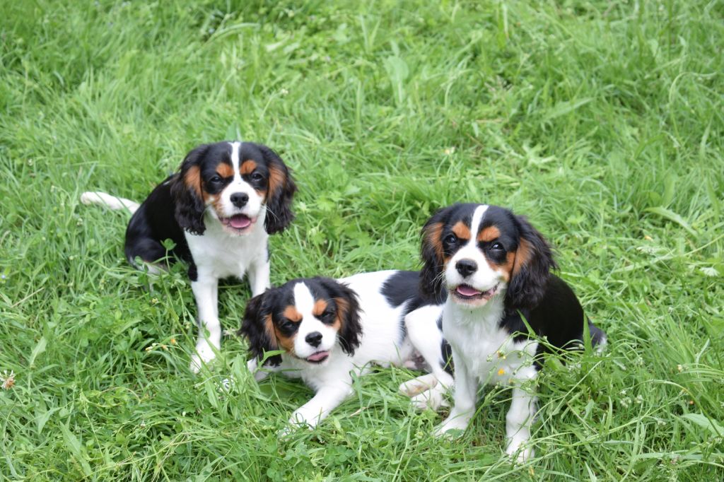 chiot Cavalier King Charles Spaniel Des Pattes D'Argent