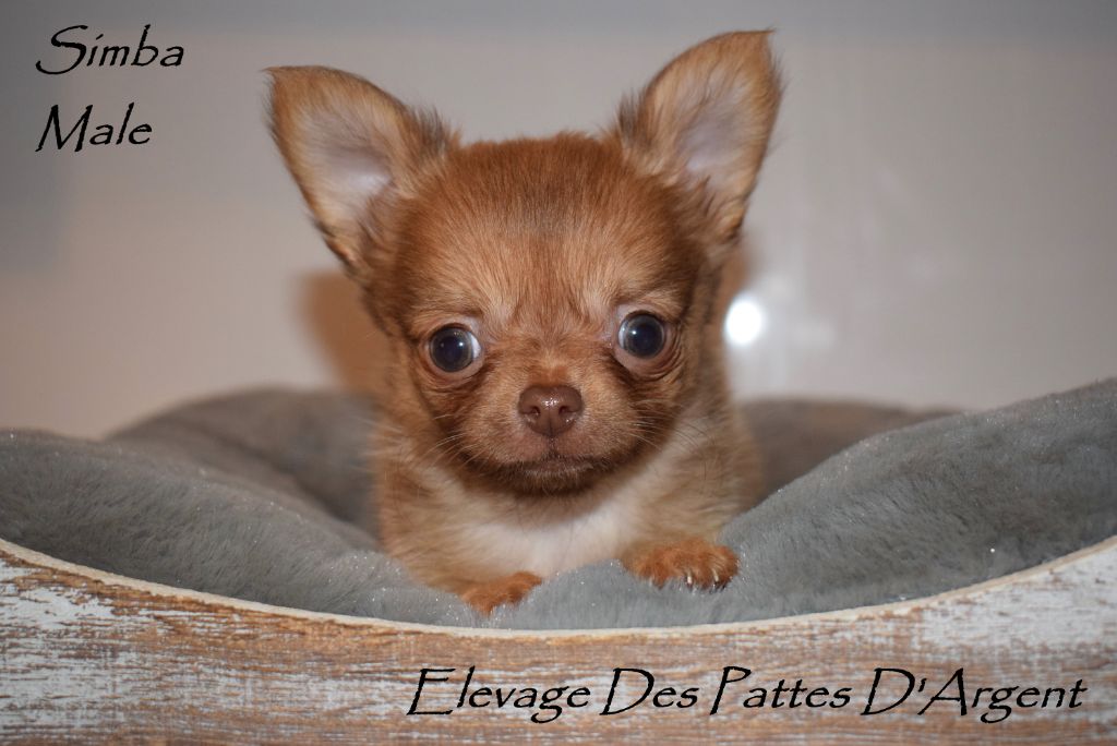 chiot Chihuahua Des Pattes D'Argent