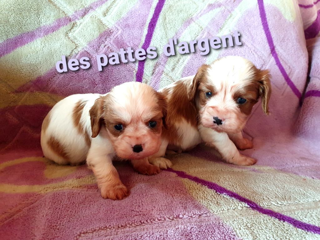 Des Pattes D'Argent - Cavalier King Charles Spaniel - Portée née le 04/09/2021