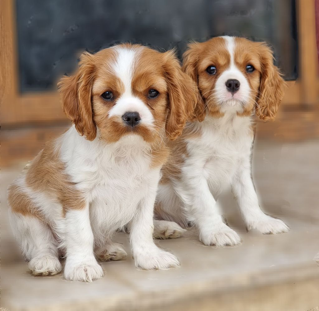 chiot Cavalier King Charles Spaniel Des Pattes D'Argent