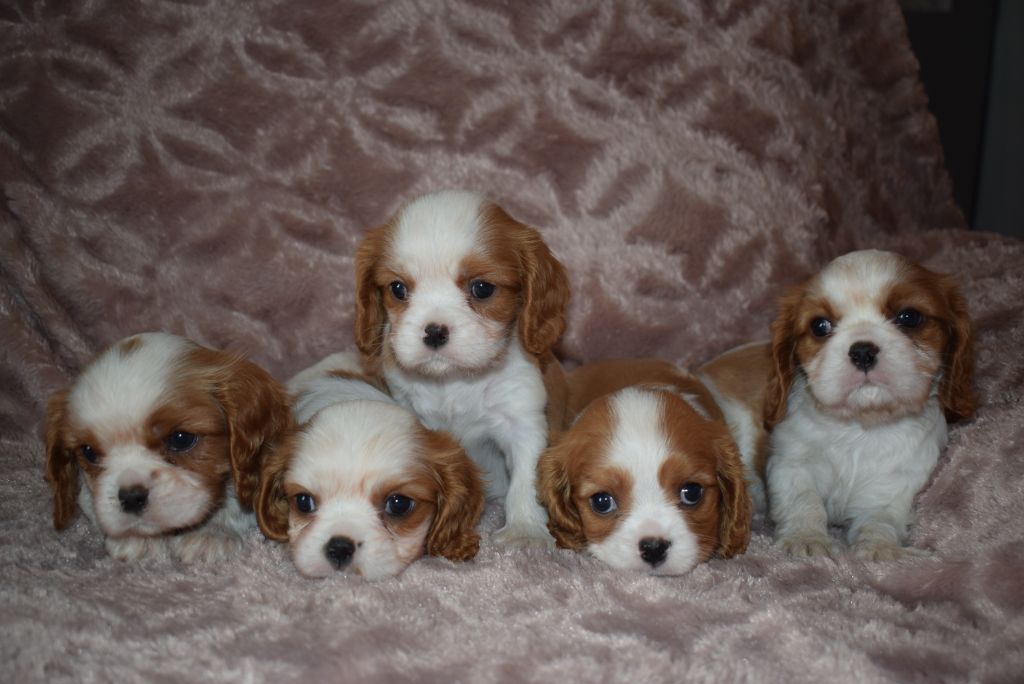 Des Pattes D'Argent - Cavalier King Charles Spaniel - Portée née le 14/08/2020