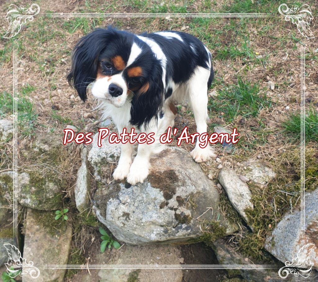 Noisette Des Pattes D'Argent
