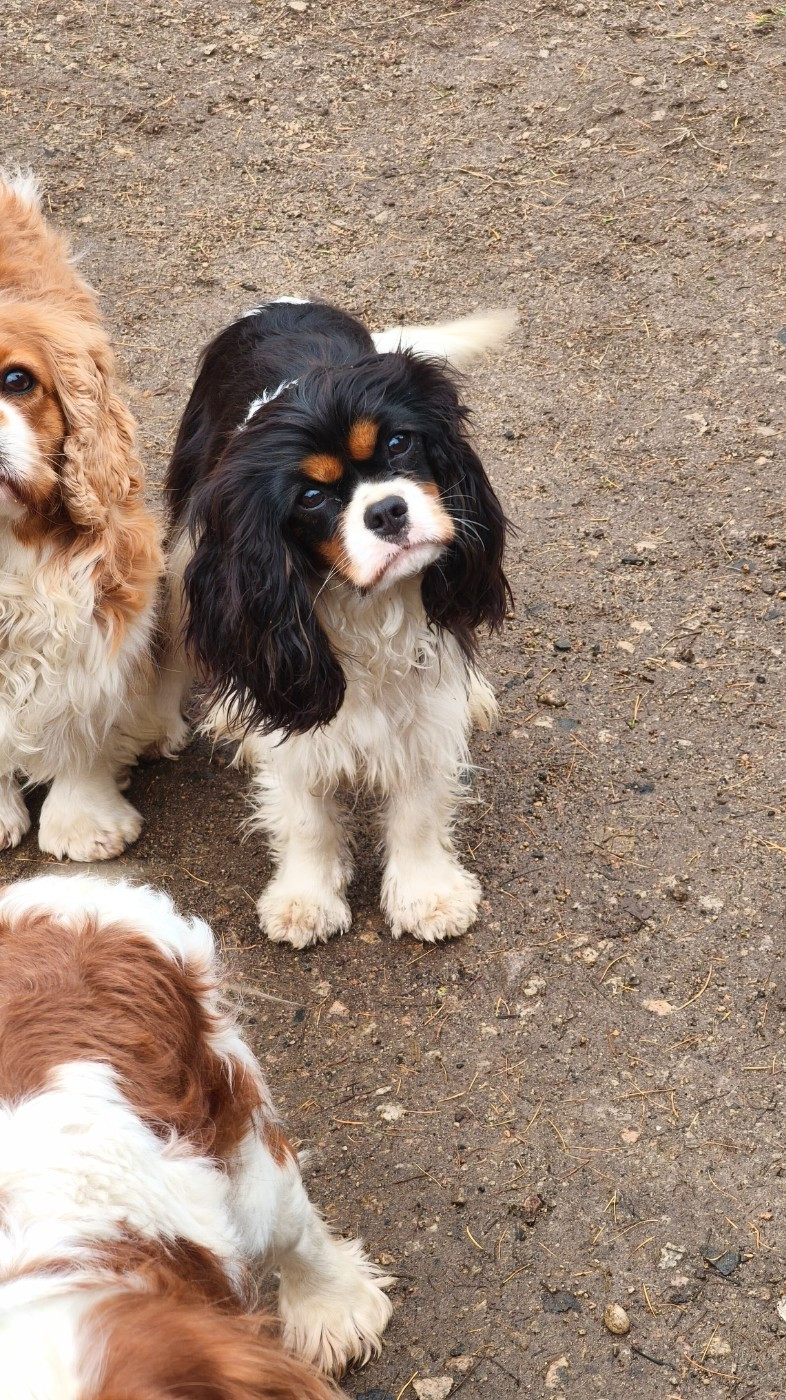 Des Pattes D'Argent - Violette 1ans ½ est à la recherche de sa nouvelle famille