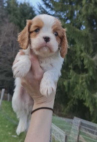 By Mistik recherche ca nouvelle famille