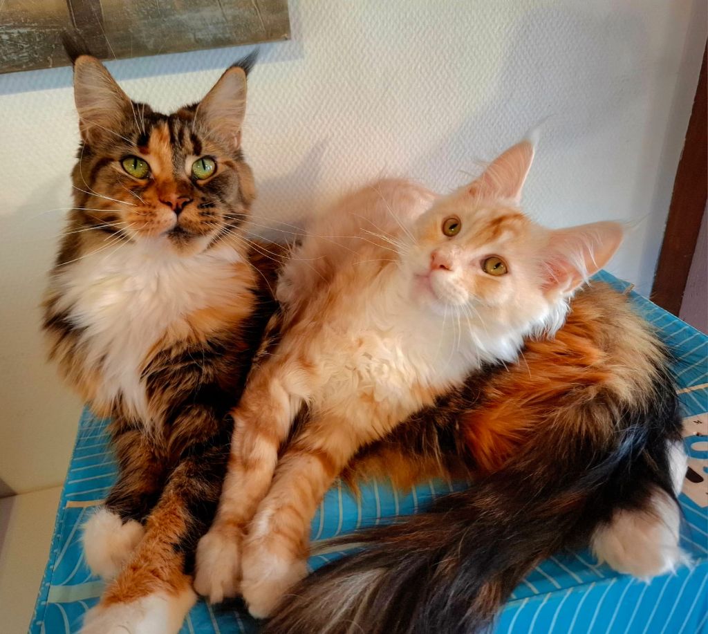 Chatons Maine Coon disponibles à la réservation