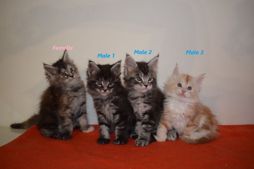 Chatons Maine Coon disponibles à la réservation