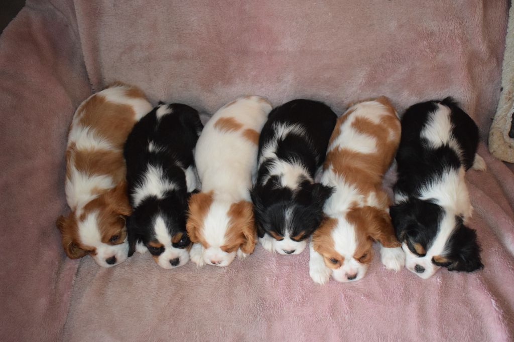 Nos Chiots Cavalier King Charles Dispo 