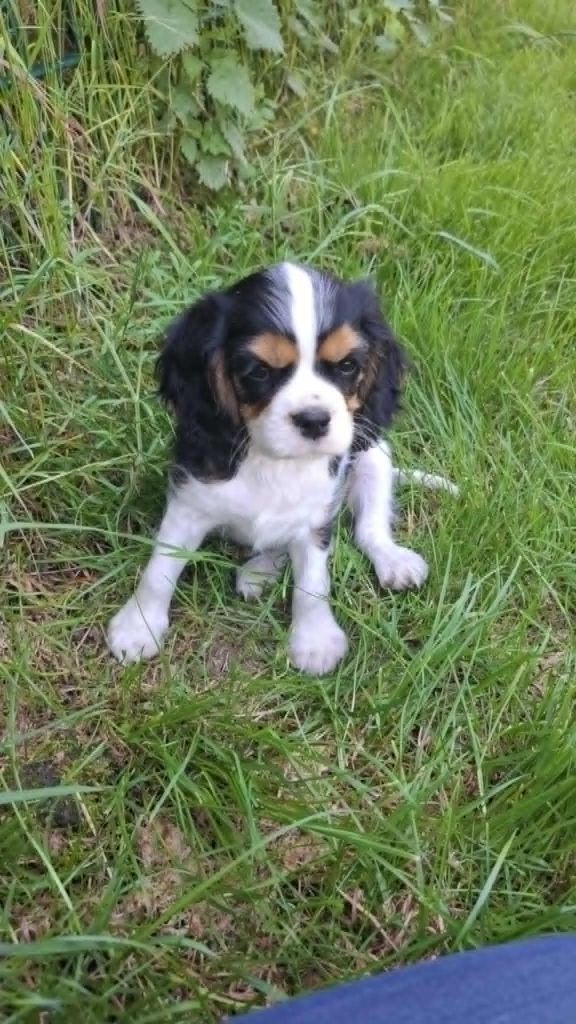 Des Pattes D'Argent - Chiots disponibles - Cavalier King Charles Spaniel