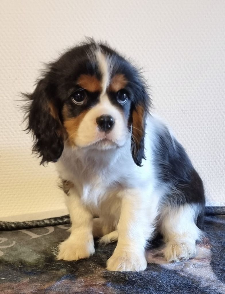 Des Pattes D'Argent - Cavalier King Charles Spaniel - Portée née le 28/11/2024