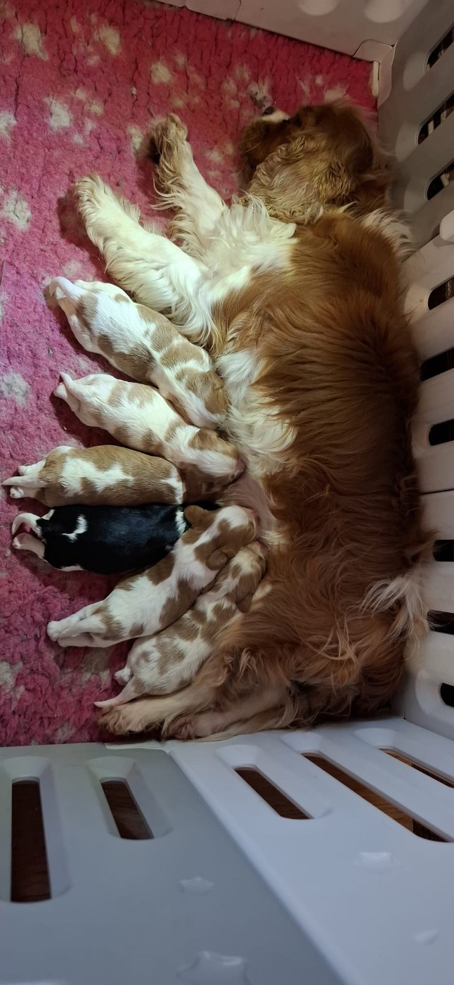 Des Pattes D'Argent - Cavalier King Charles Spaniel - Portée née le 12/02/2026