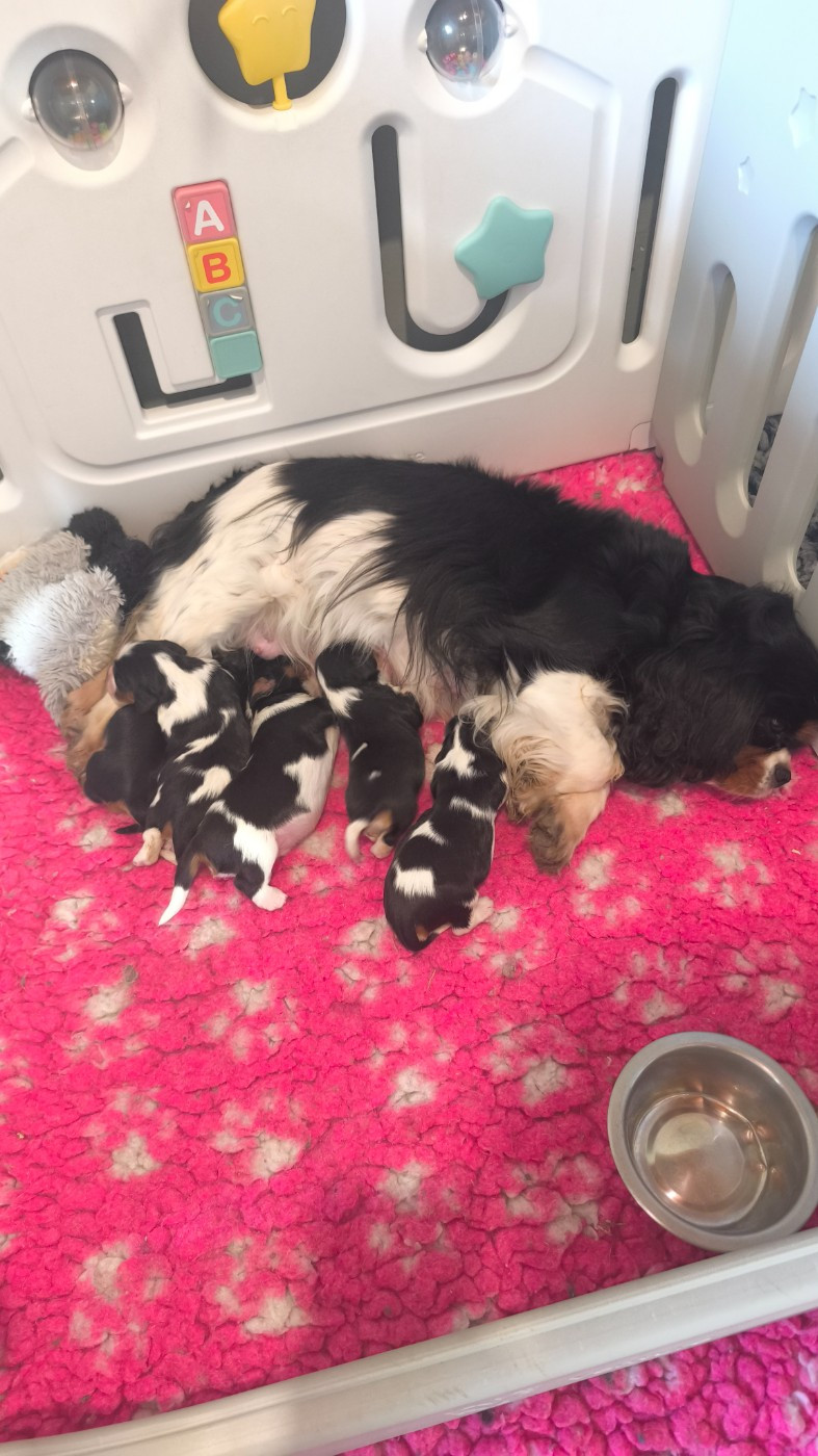 Des Pattes D'Argent - Cavalier King Charles Spaniel - Portée née le 20/02/2026