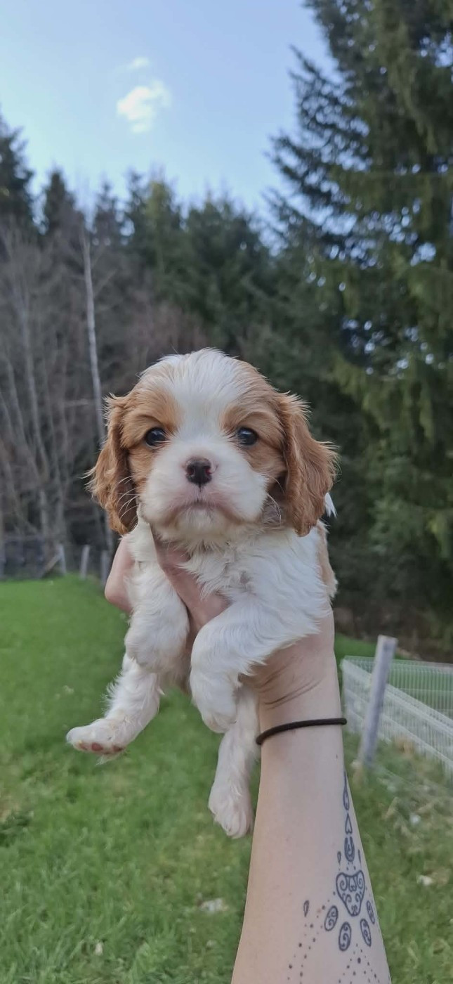 Des Pattes D'Argent - Chiots disponibles - Cavalier King Charles Spaniel