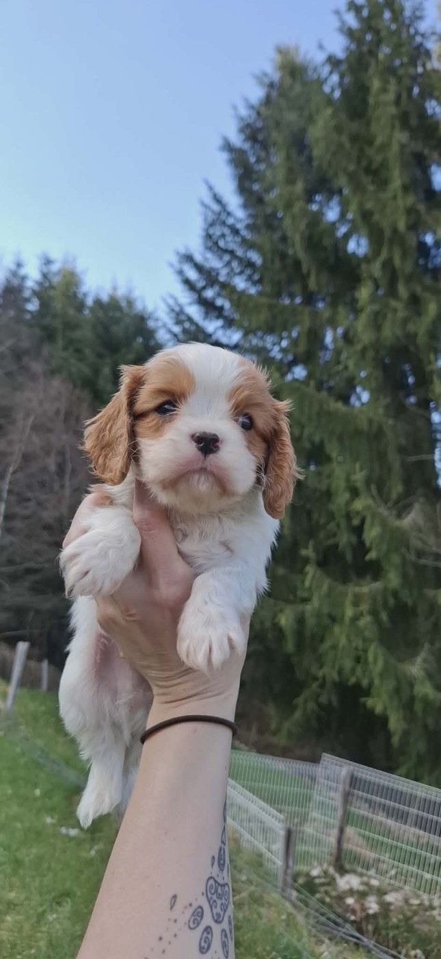Des Pattes D'Argent - Chiots disponibles - Cavalier King Charles Spaniel