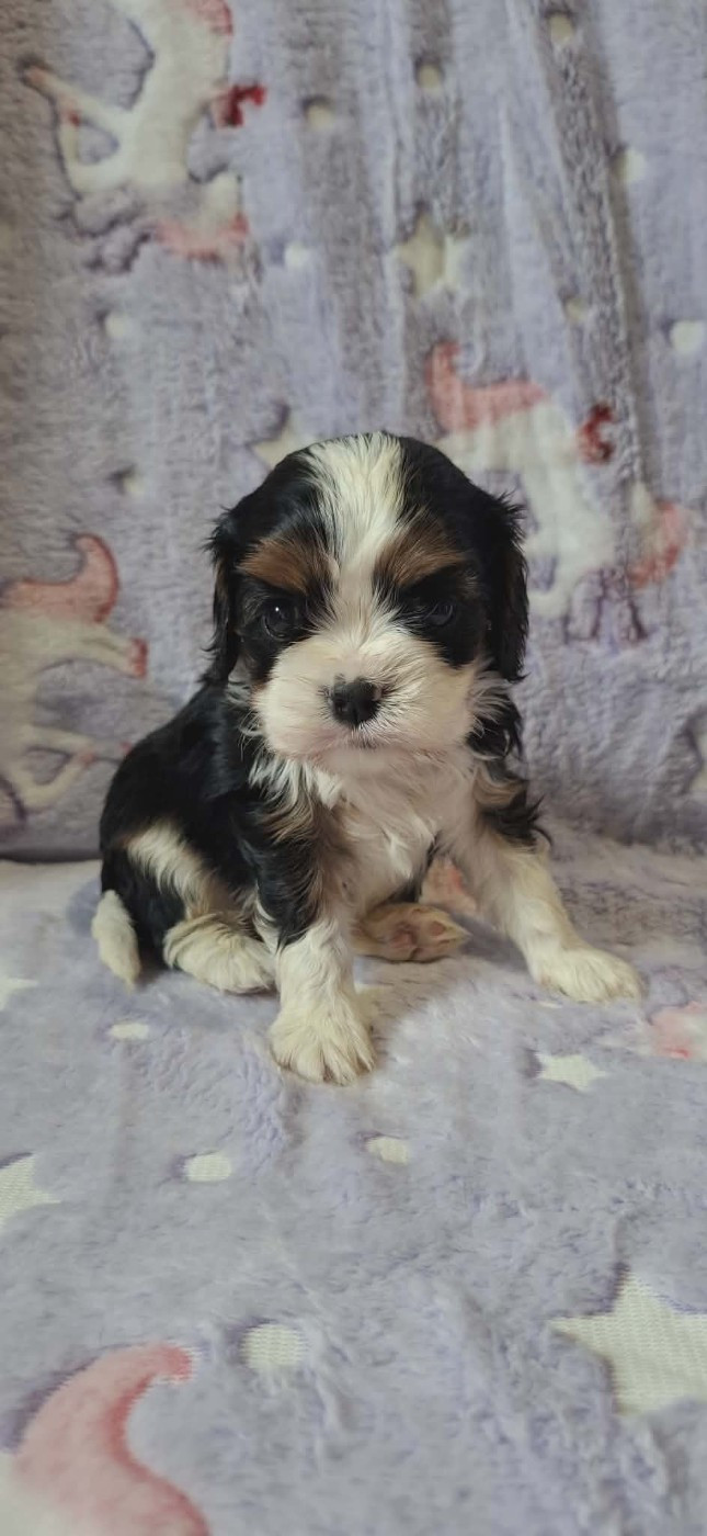 Des Pattes D'Argent - Chiots disponibles - Cavalier King Charles Spaniel