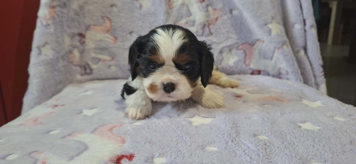 Des Pattes D'Argent - Chiots disponibles - Cavalier King Charles Spaniel