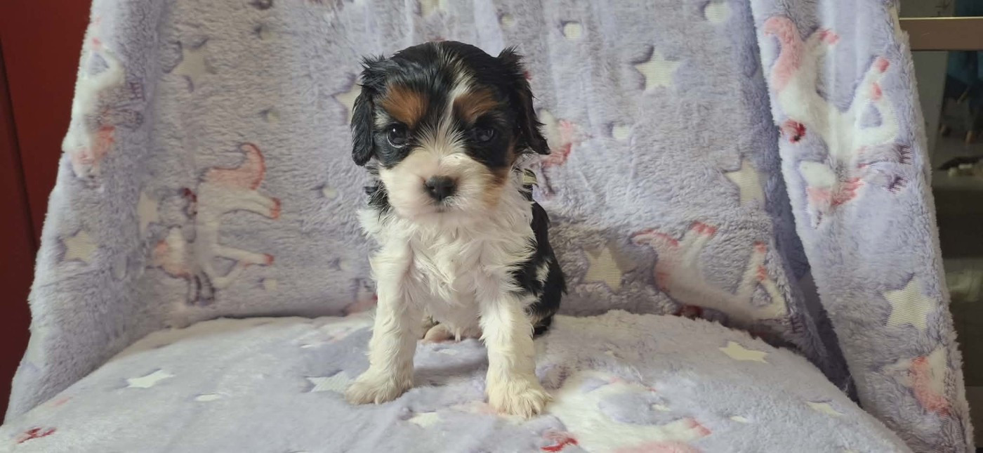 Des Pattes D'Argent - Chiots disponibles - Cavalier King Charles Spaniel
