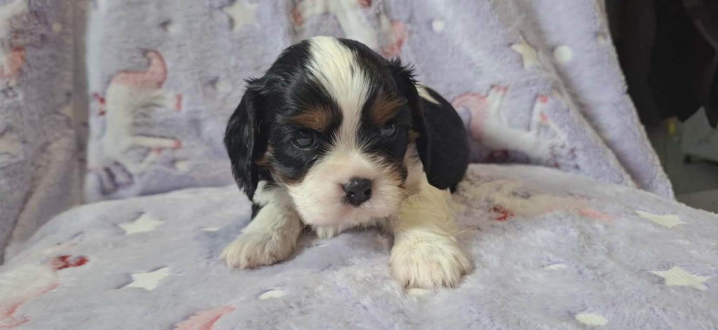 Des Pattes D'Argent - Chiots disponibles - Cavalier King Charles Spaniel