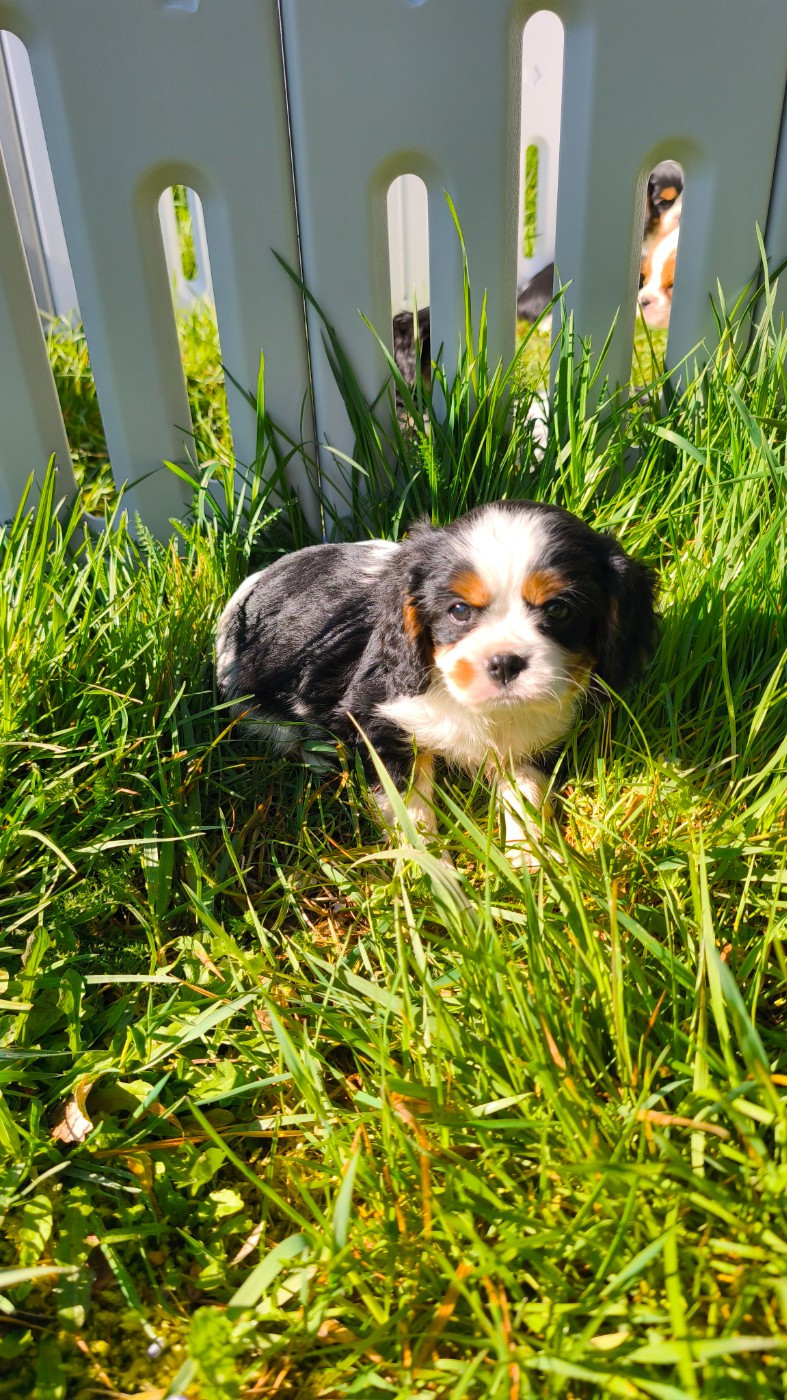 Des Pattes D'Argent - Chiots disponibles - Cavalier King Charles Spaniel