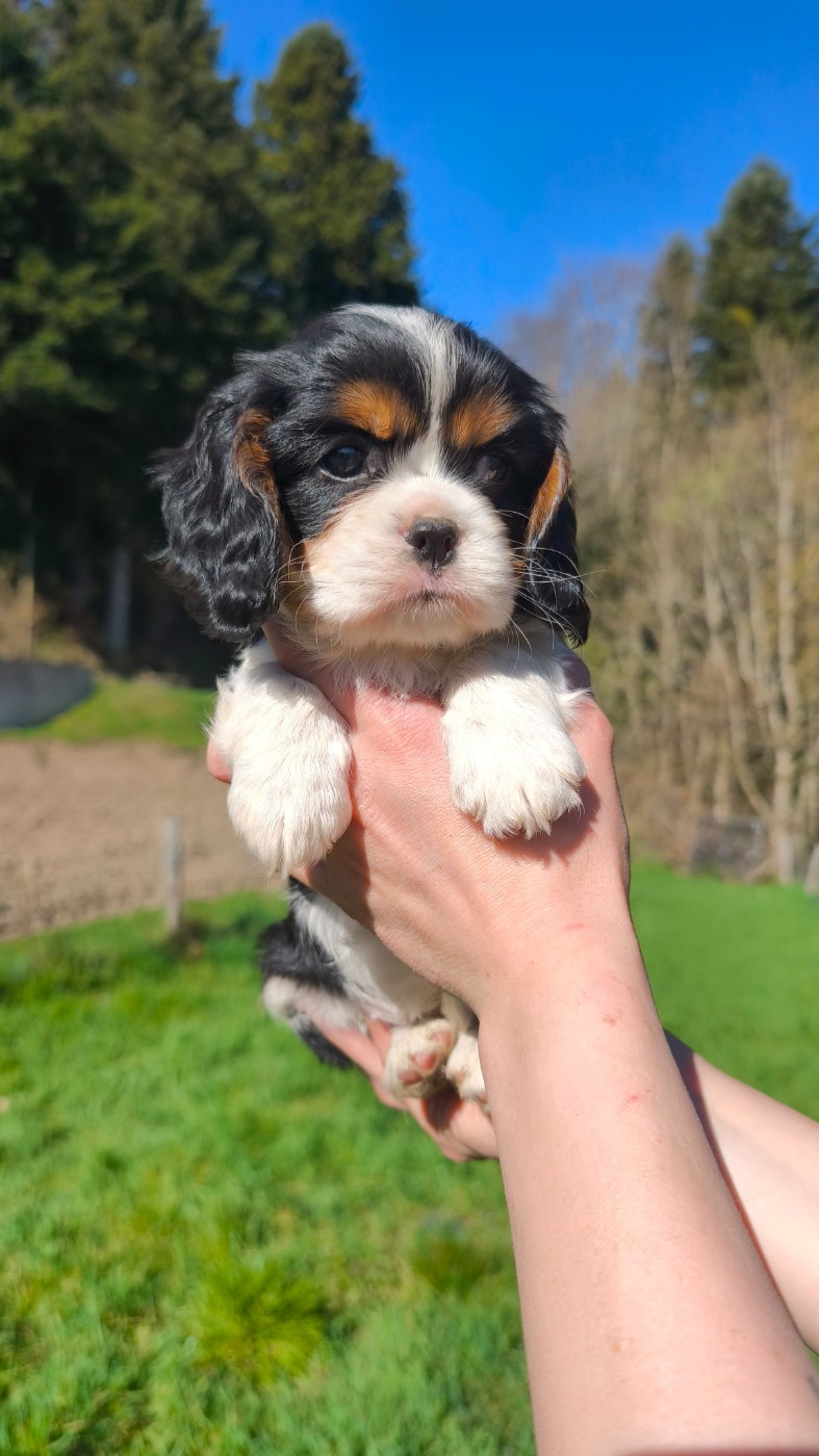 Des Pattes D'Argent - Chiots disponibles - Cavalier King Charles Spaniel