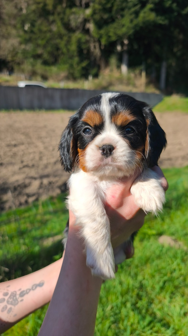 Des Pattes D'Argent - Chiots disponibles - Cavalier King Charles Spaniel