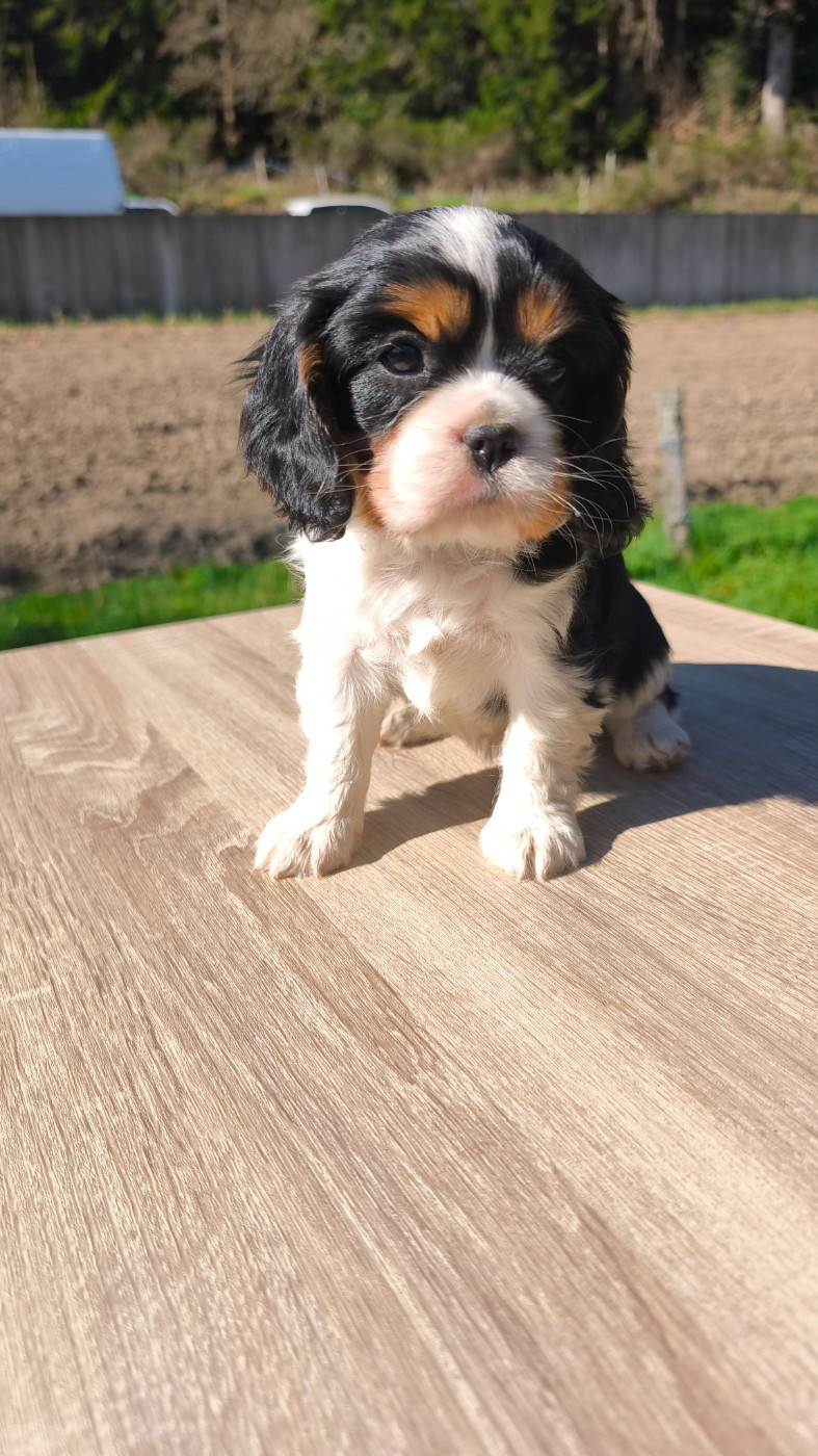 Des Pattes D'Argent - Chiots disponibles - Cavalier King Charles Spaniel