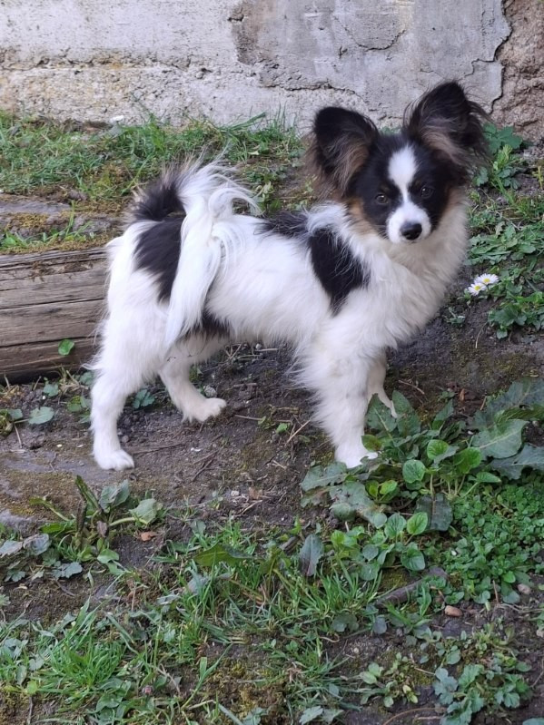 Des Pattes D'Argent - Chiots disponibles - Epagneul nain Continental (Papillon)