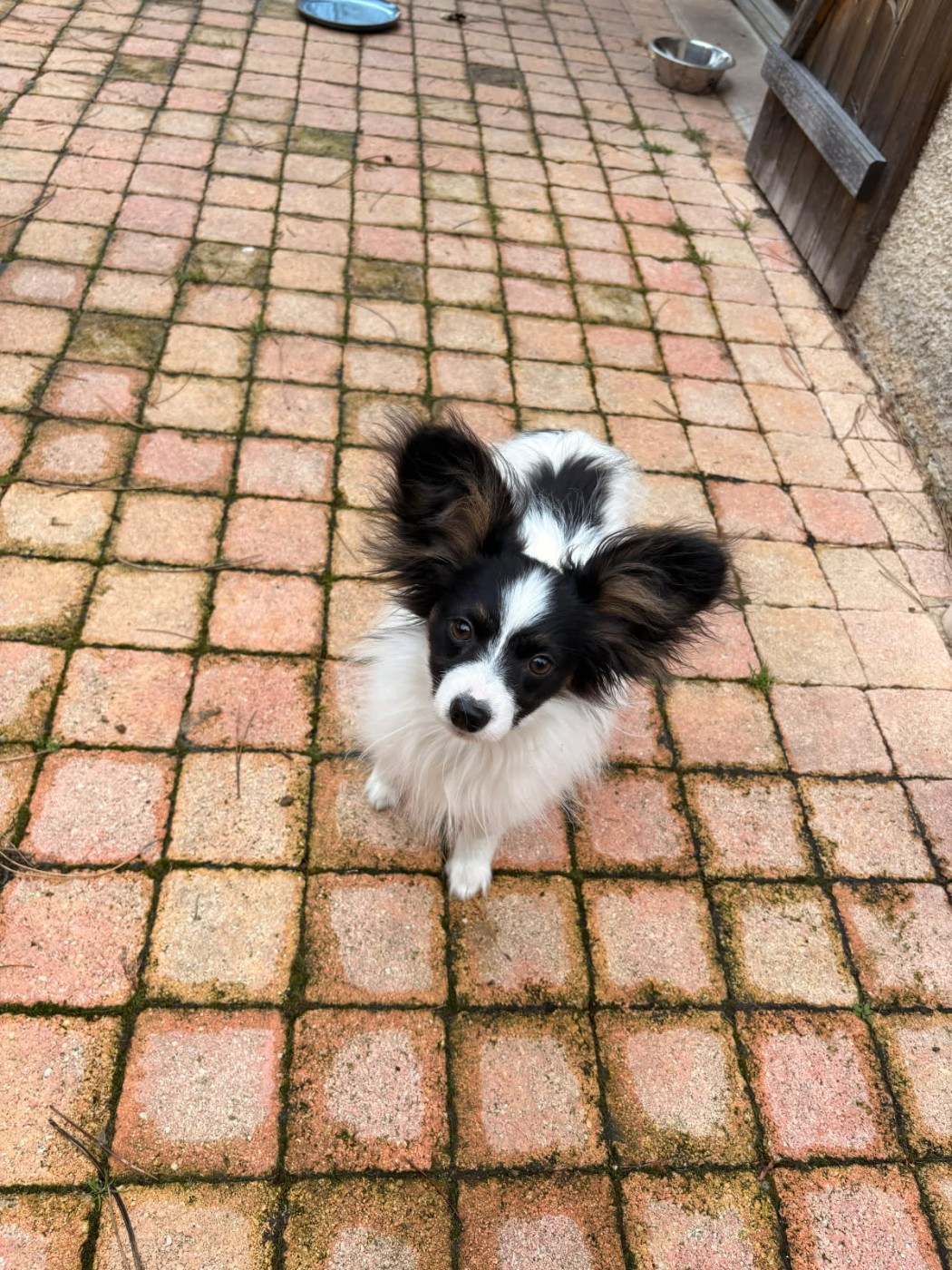 Des Pattes D'Argent - Chiots disponibles - Epagneul nain Continental (Papillon)