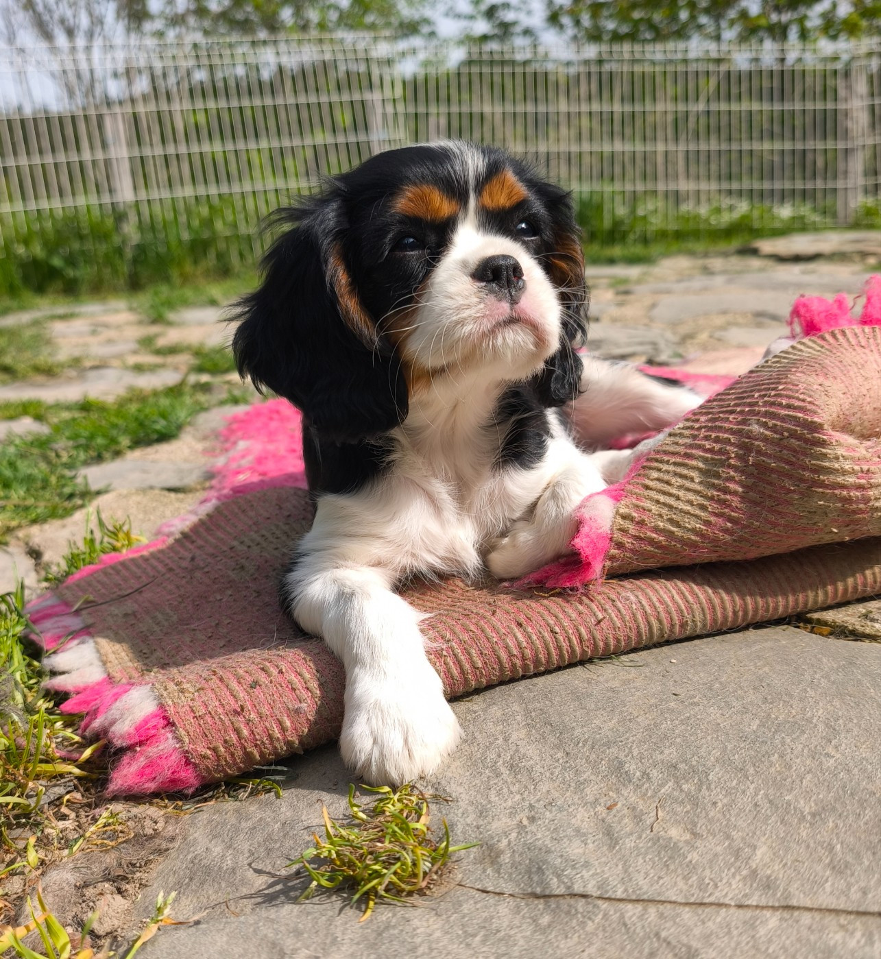 Des Pattes D'Argent - Chiots disponibles - Cavalier King Charles Spaniel