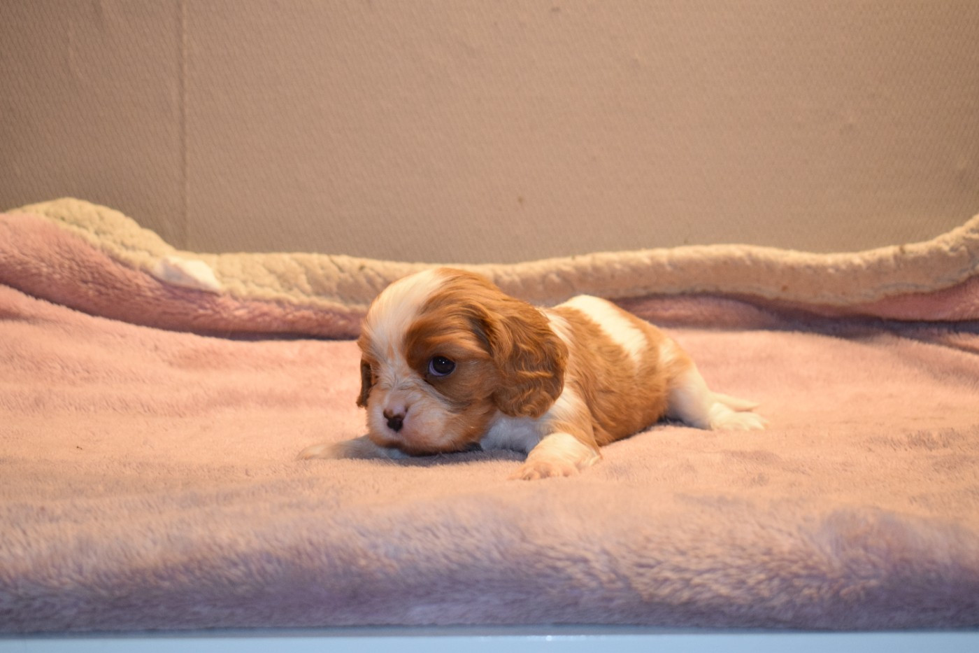 Des Pattes D'Argent - Chiots disponibles - Cavalier King Charles Spaniel