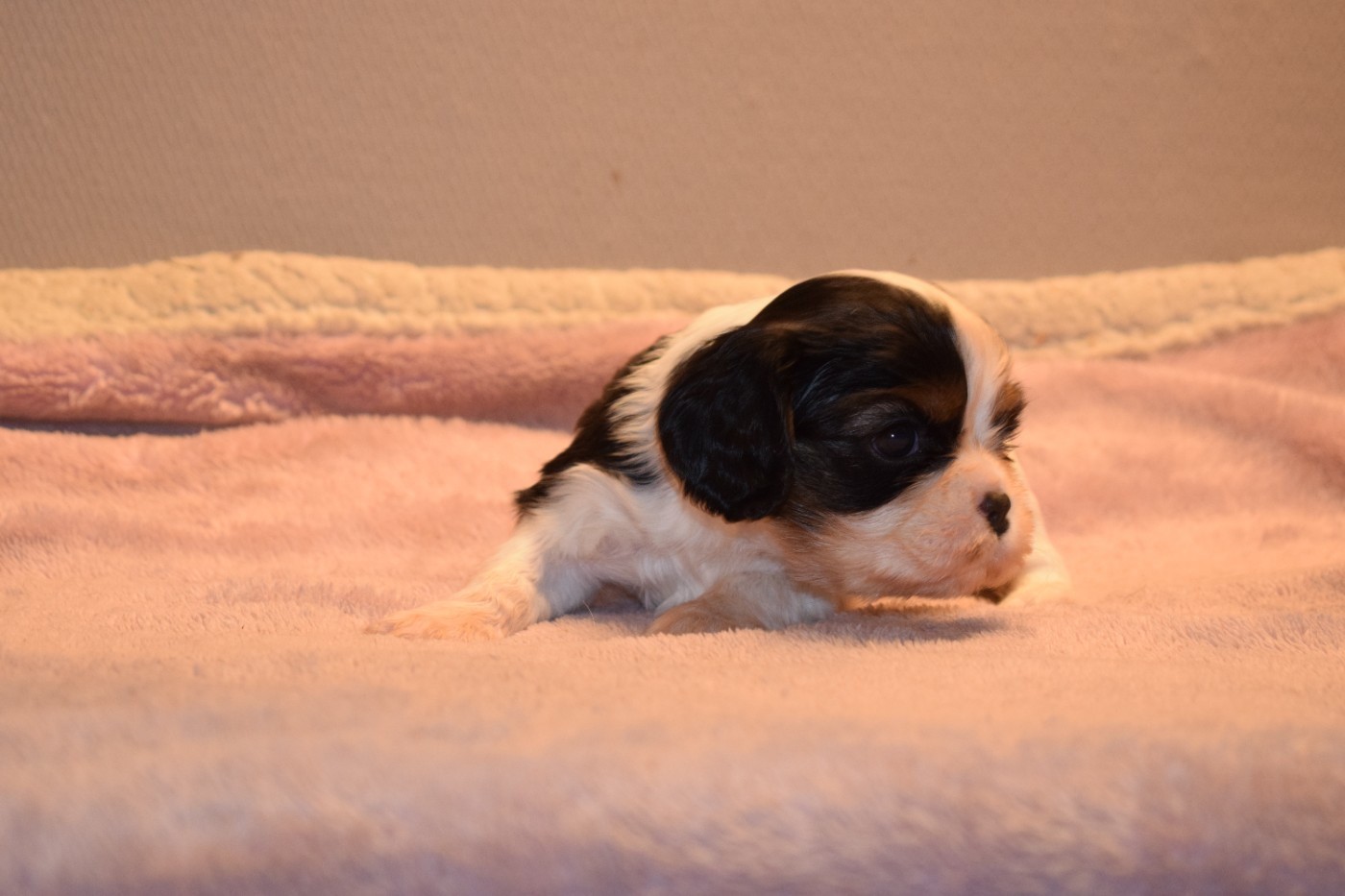 Des Pattes D'Argent - Chiots disponibles - Cavalier King Charles Spaniel