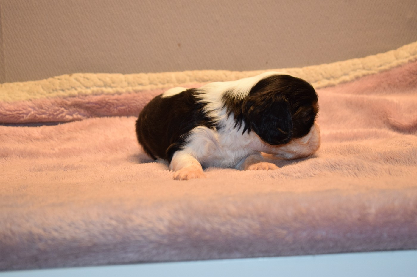 Des Pattes D'Argent - Chiots disponibles - Cavalier King Charles Spaniel