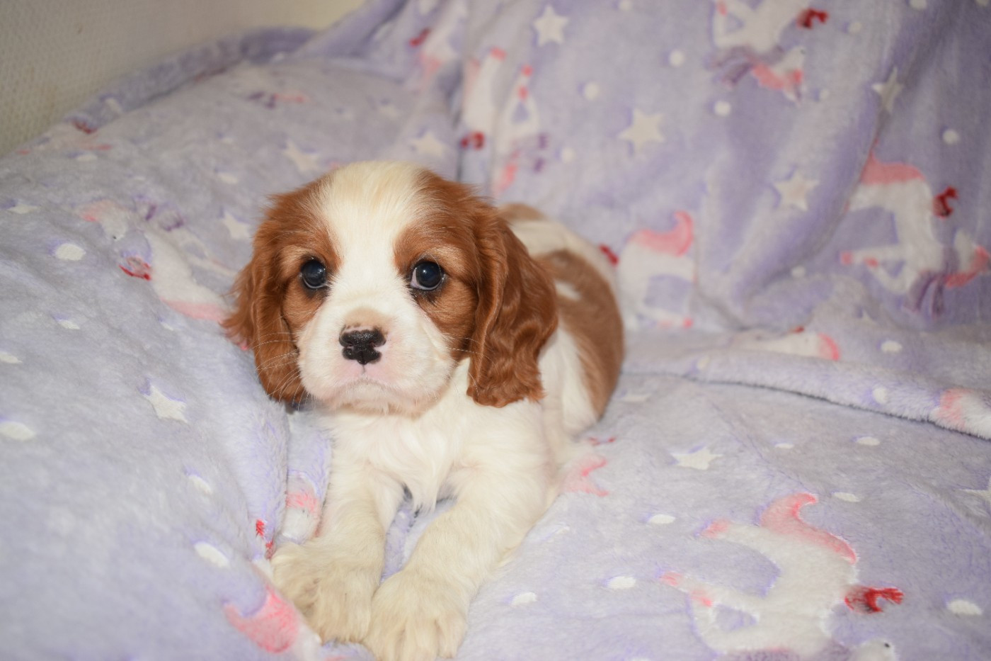 Des Pattes D'Argent - Chiots disponibles - Cavalier King Charles Spaniel