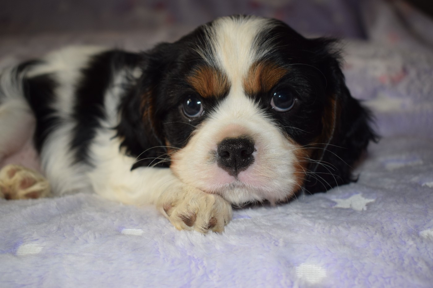Des Pattes D'Argent - Chiots disponibles - Cavalier King Charles Spaniel