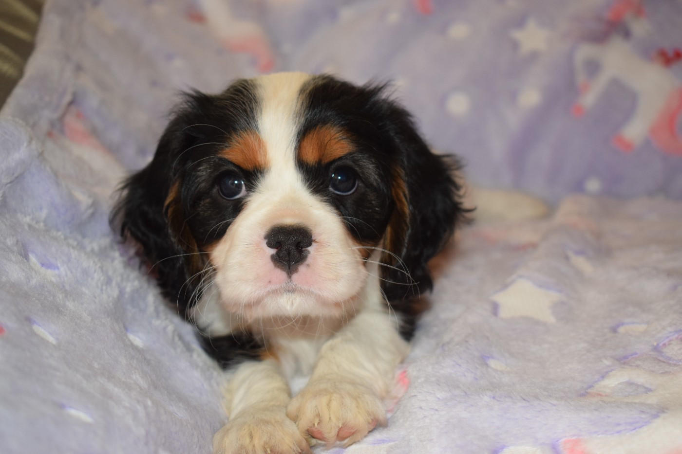 Des Pattes D'Argent - Chiots disponibles - Cavalier King Charles Spaniel