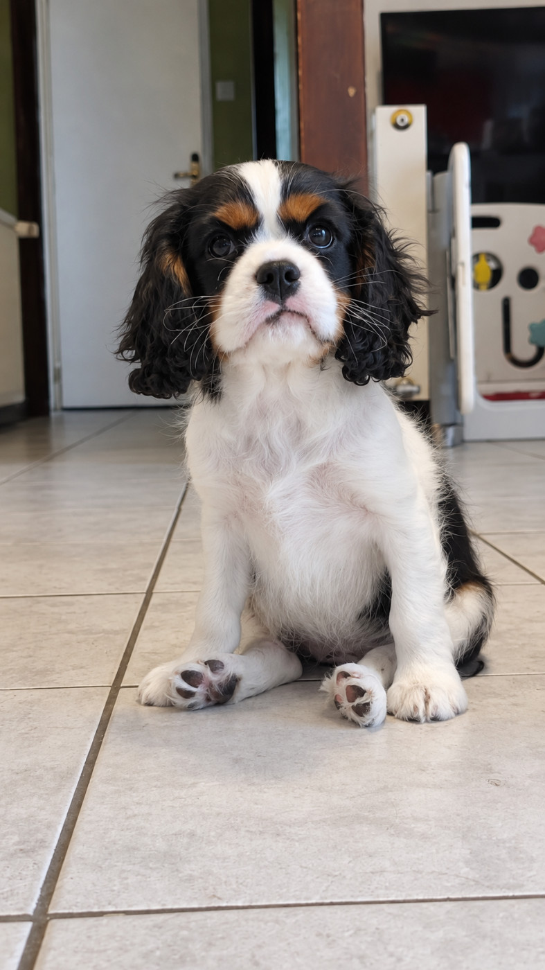 Des Pattes D'Argent - Chiots disponibles - Cavalier King Charles Spaniel