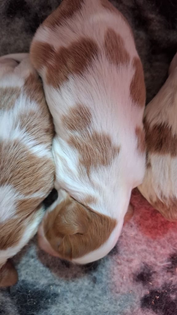 Des Pattes D'Argent - Chiots disponibles - Cavalier King Charles Spaniel